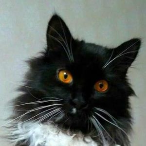 Meet your Posher, Mindy